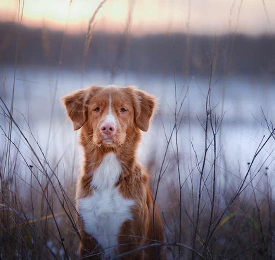 Når hunden ikke kan være alene Hunde generelt