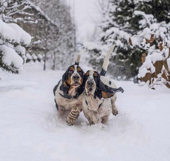 Opkast og diarré Hunde sygdomme