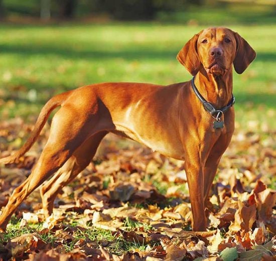 Sundt for ældre at have kæledyr Hunde generelt