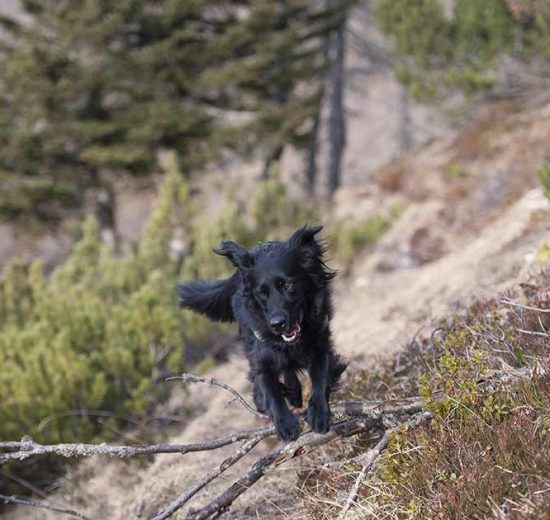 Feromoner Hunde generelt