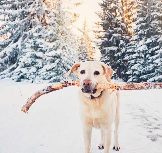 Halekupering Hunde generelt