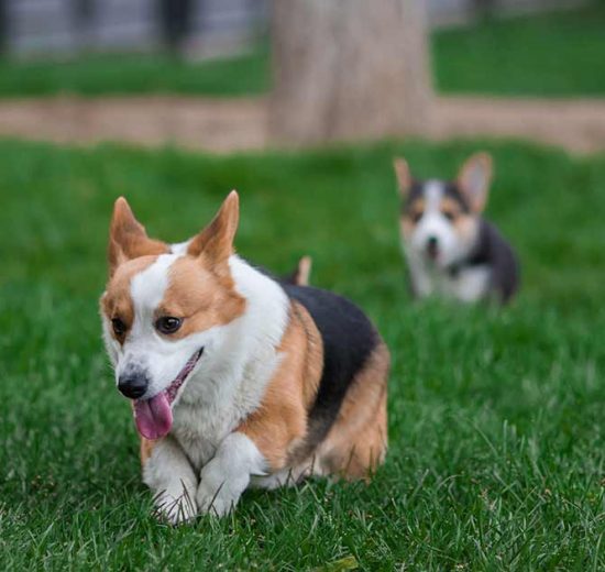 Leukæmi Hunde sygdomme