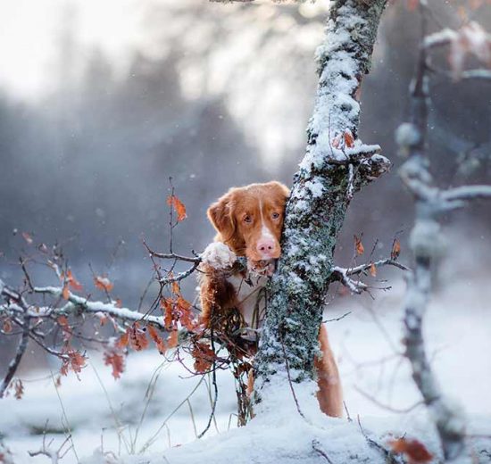 Ulveklo Hunde generelt