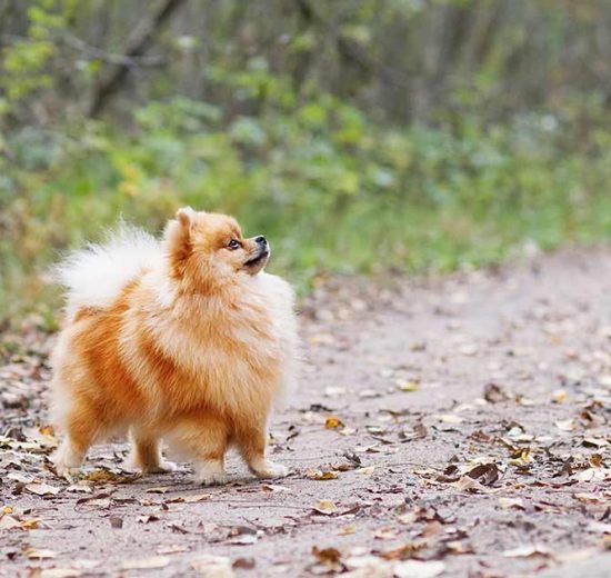 Spolorm fra hund til menneske Hunde sygdomme