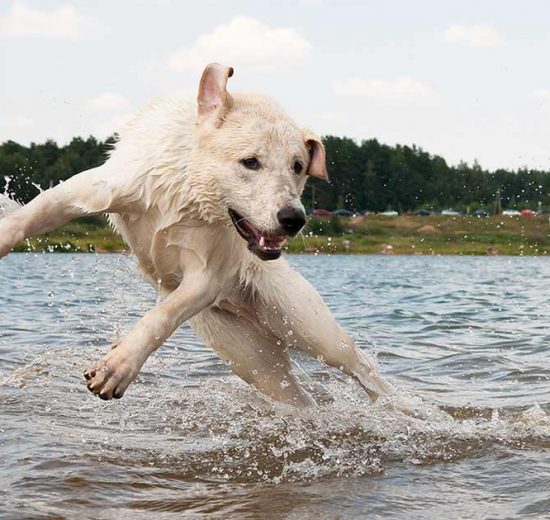 Blærehalskirtlen Hunde sygdomme