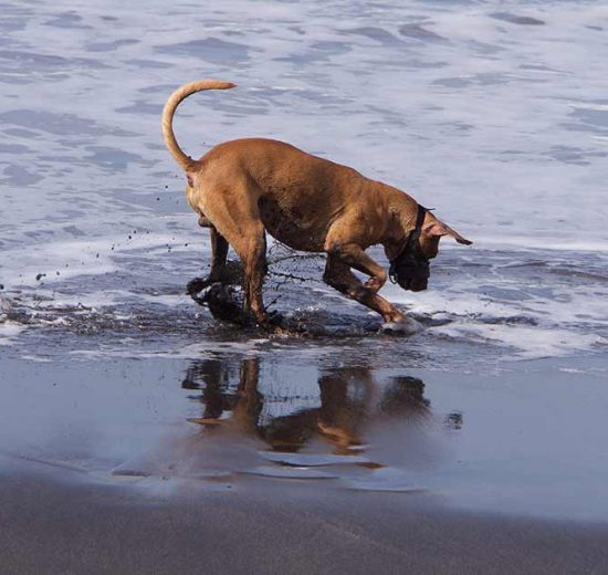 Skedebetændelse Hunde sygdomme