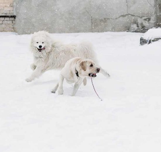 Skedekathar Hunde sygdomme