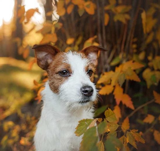 Hvem ejer hunden? Hunde generelt