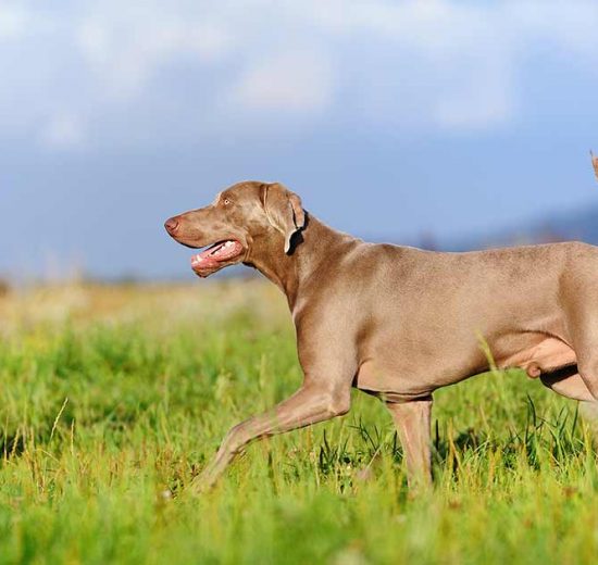 Herreløs eller bortløbet Hunde generelt