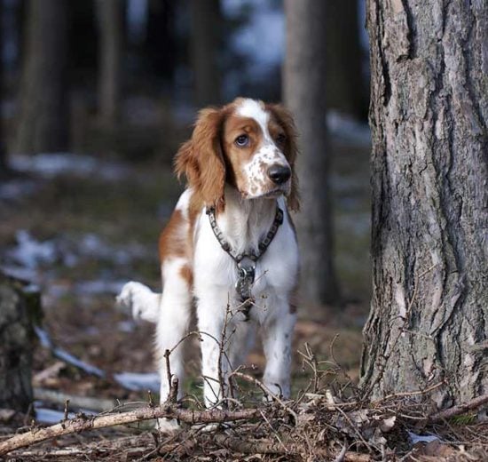 Tandkødsbetændelse. Hunde sygdomme