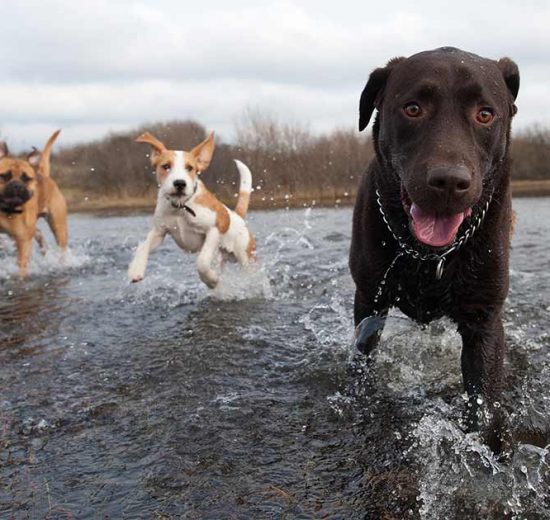 Inkontinens Hunde sygdomme