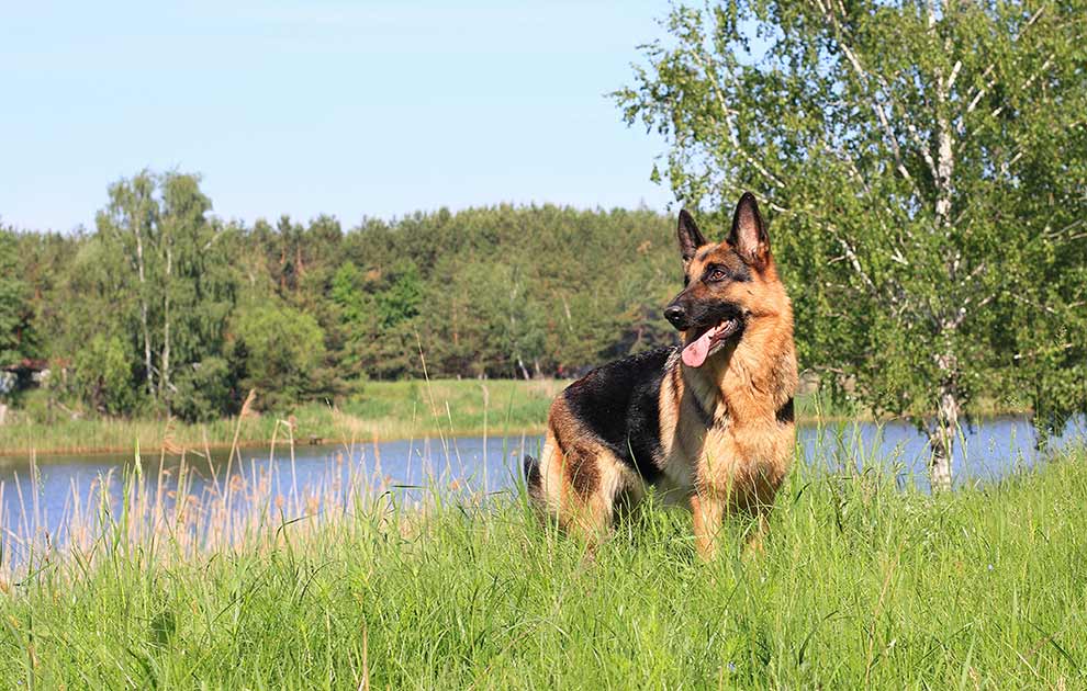Skovflåter-behandling Hunde sygdomme - Dyrlægevagten