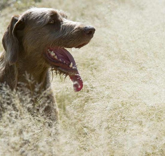 Penicillin Hunde generelt