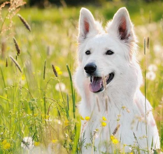 Brintoverilte Hunde generelt