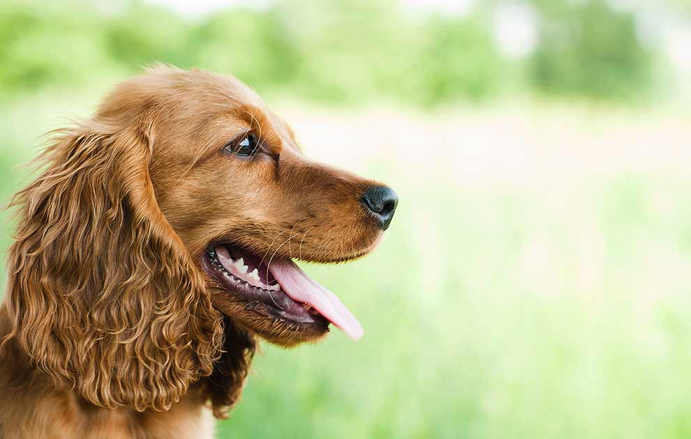 Cancer - Hunde - Dyrlægevagten