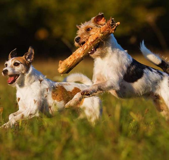 Hjerneblødning Hunde sygdomme