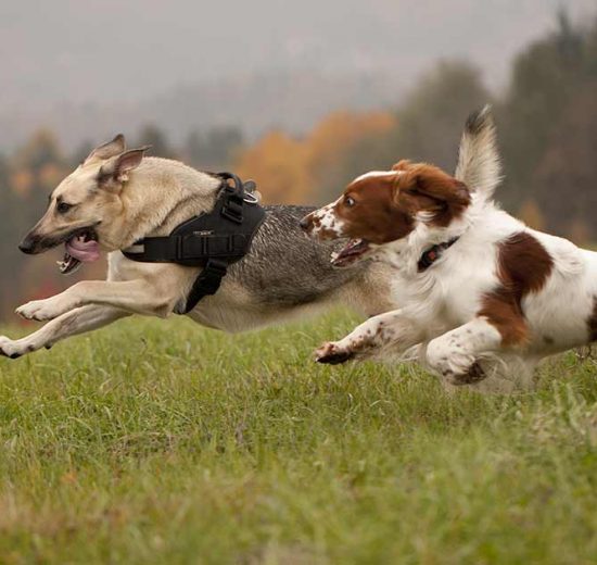 Fodermiddel allergi Hunde generelt